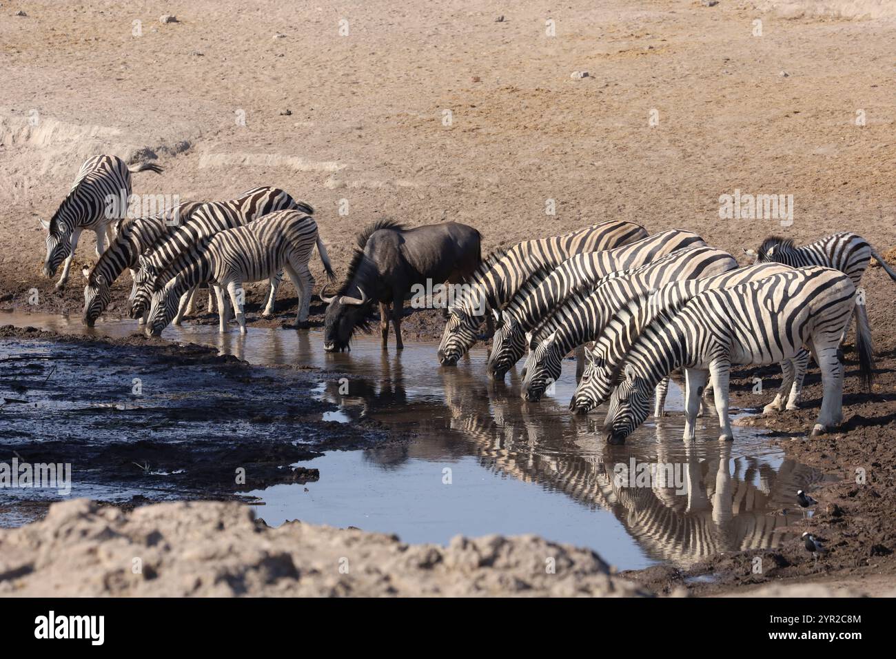 Zebre e bibite di bufalo insieme in un pozzo d'acqua nella savana della Namibia, un momento tranquillo nel cuore della fauna selvatica africana. Foto Stock