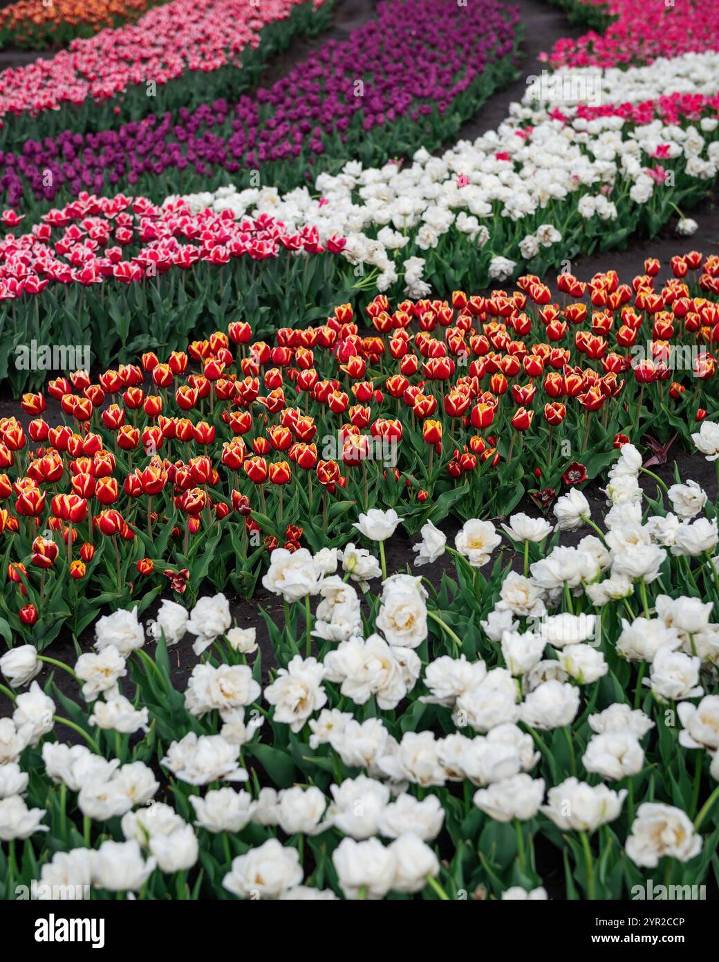 File di tulipani colorati in un campo. Tulipani viola, rosa, bianco e rosso in primavera. Foto Stock