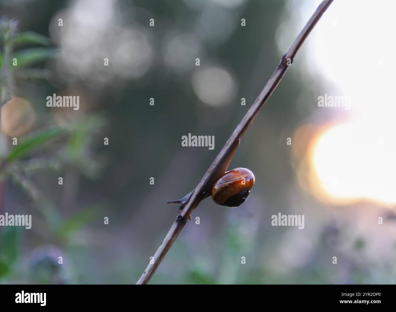 Serata Foggy. Campo rurale con piante di menta. Lumaca seduta sulle erbe. Foto Stock
