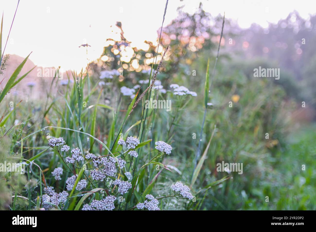 Serata Foggy. Campo rurale con piante di menta. Foto Stock
