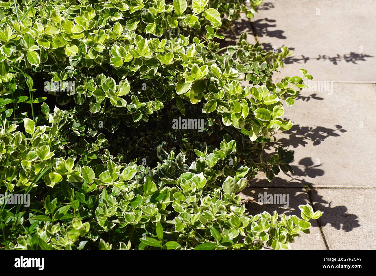 Euonymus fortunei, il mandrino, il mandrino di Fortune, il superriduttore invernale con foglie variegate. Appeso sopra piastrelle color crema della terrazza. Foto Stock