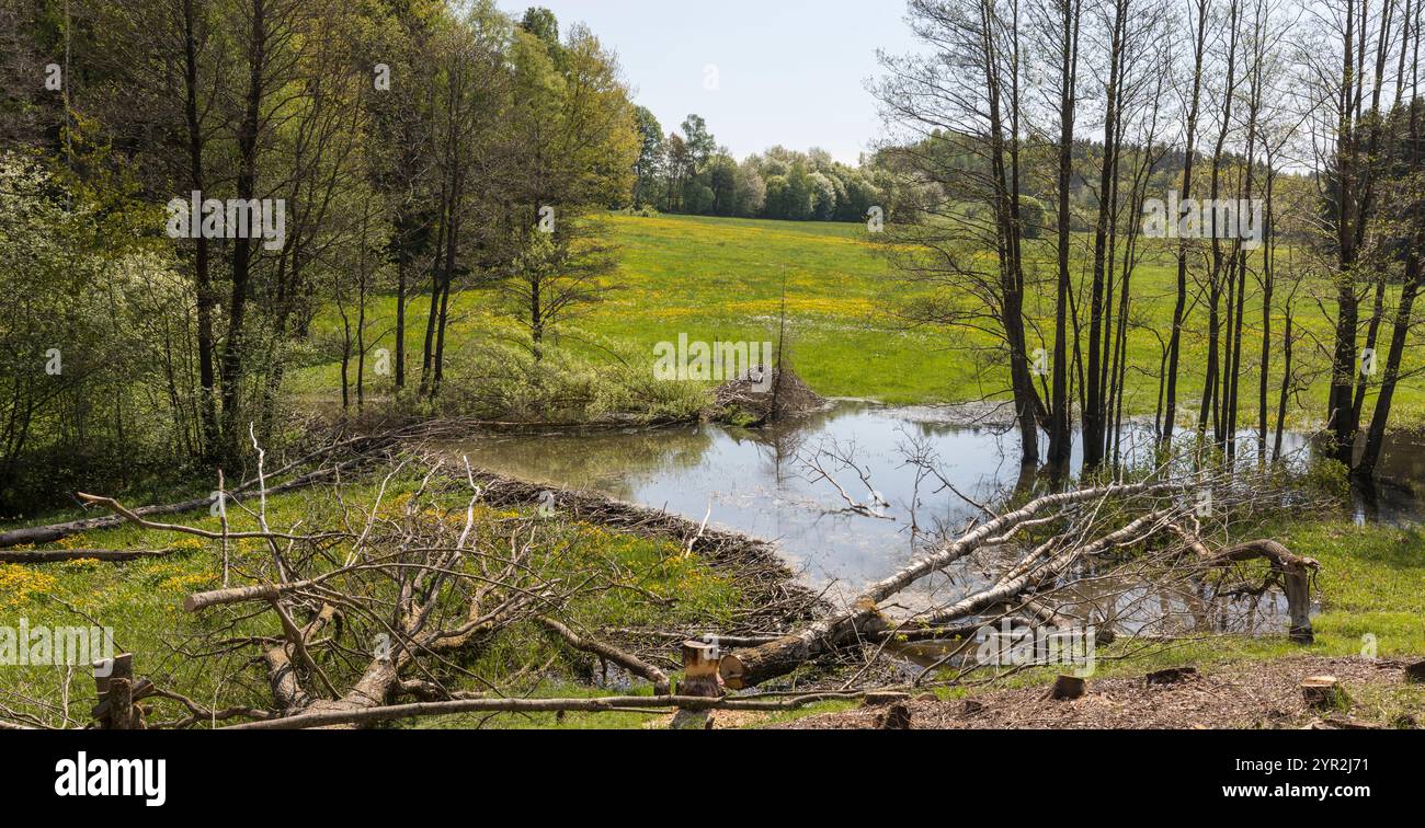 Biberdamm, diga di Beaver Foto Stock