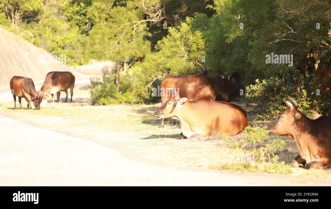 Bestiame a hong kong, bestiame a Sai Kung, uno di animali randagi dopo che hong kong abbandonò la cultura agricola nel lago di High Island Foto Stock