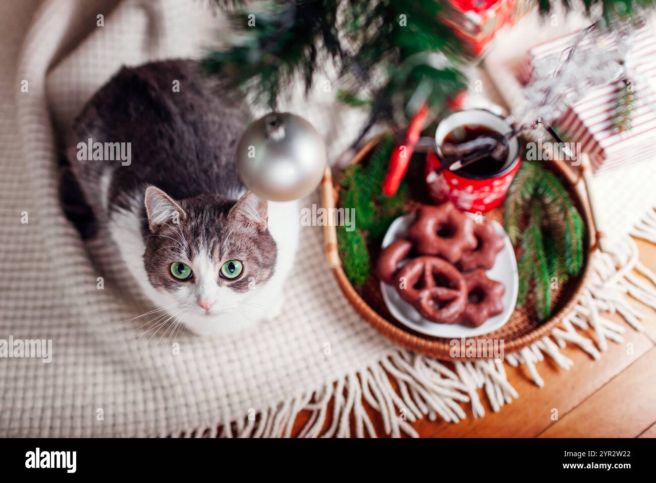 Gatto che giace accanto al caffè e al pan di zenzero sul vassoio sotto l'albero di Natale decorato a casa. Un cucciolo curioso guarda luci e ornamenti Foto Stock