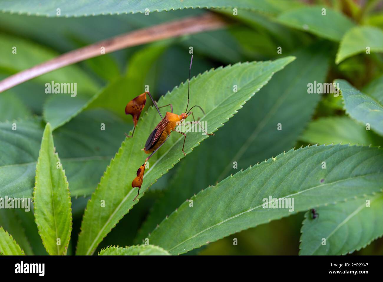 Bug a base di foglie (Anisoscelis luridus) in un giardino in Costa Rica. A volte chiamati "Flag-footed Bugs" o "Flag Beetles". Foto Stock
