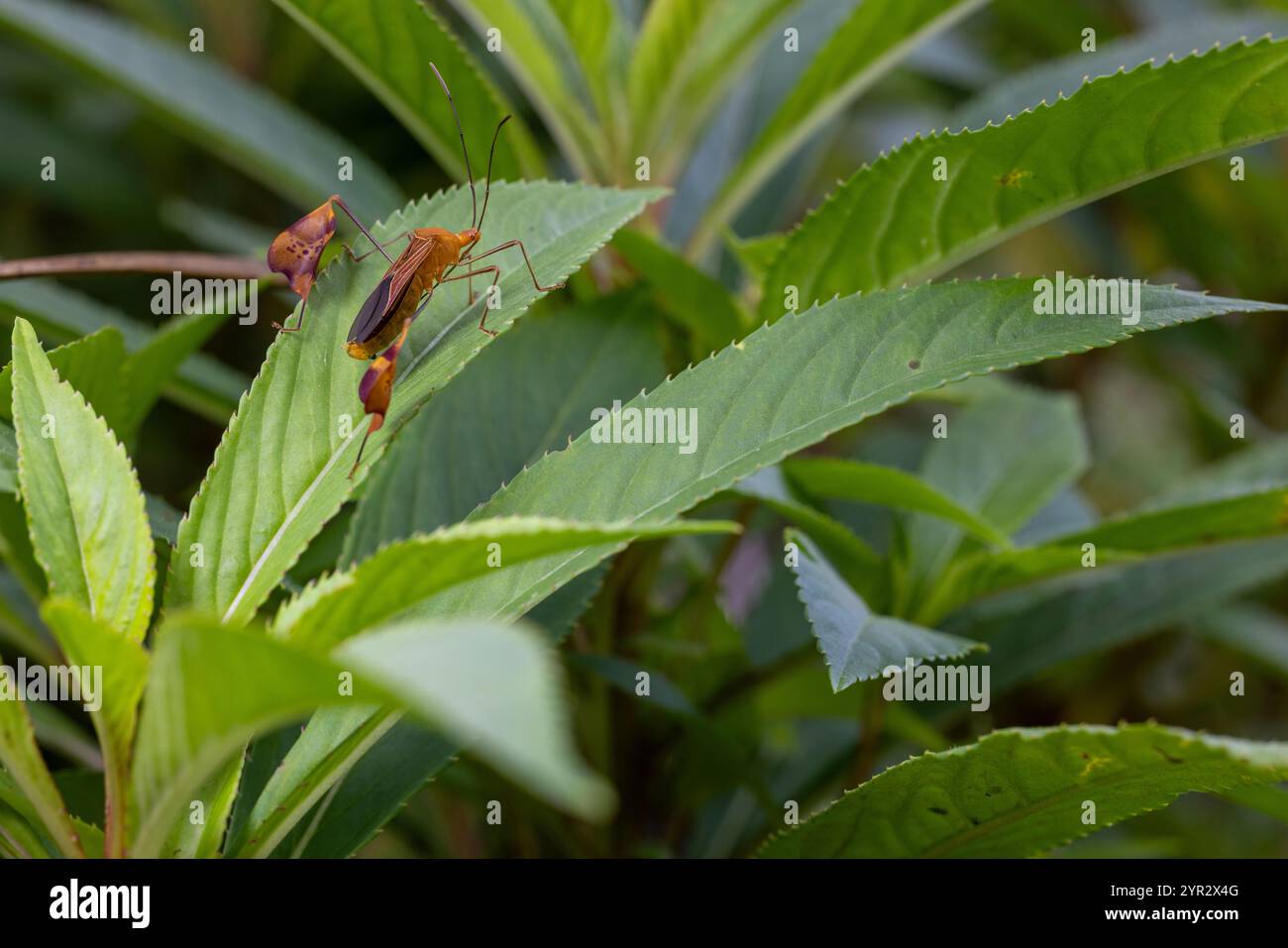 Bug a base di foglie (Anisoscelis luridus) in un giardino in Costa Rica. A volte chiamati "Flag-footed Bugs" o "Flag Beetles". Foto Stock