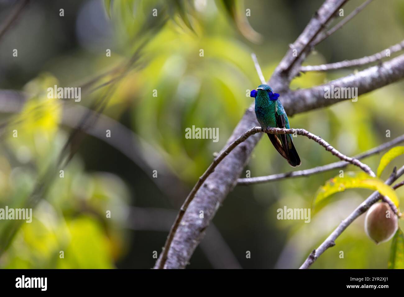 Un lieve Violetear (Colibri cyanotus) o l'orecchio di viola di montagna negli altopiani di San Gerardo de Dota, Costa Rica. Foto Stock