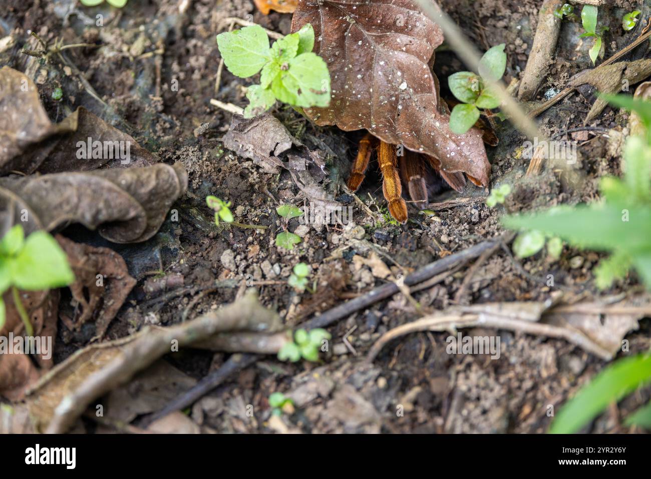 Una specie non identificata di Tarantula (Theraphosidae) all'ingresso del suo buco su un pavimento della foresta pluviale. Foto Stock