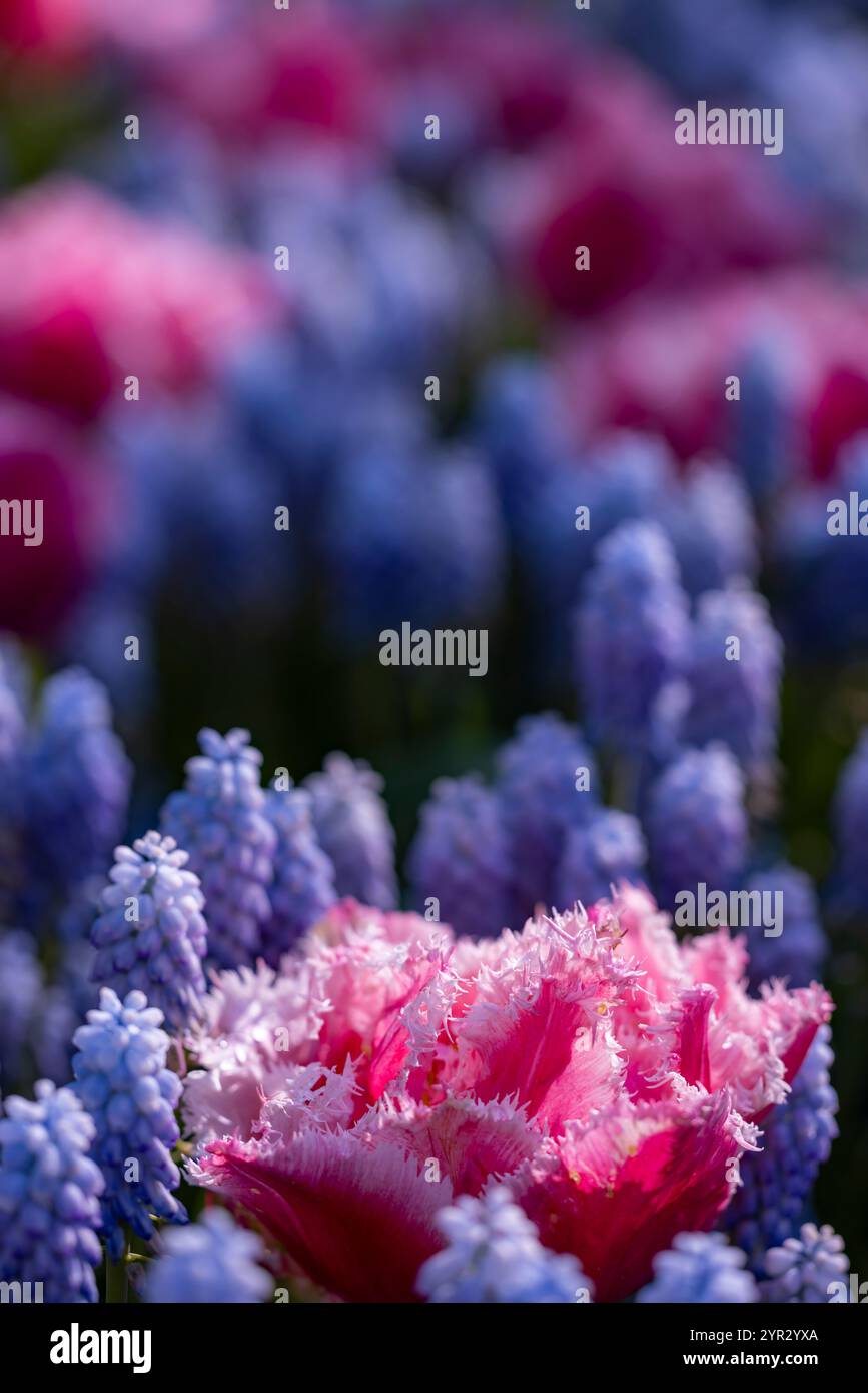 Macrofo di tulipano con gocce d'acqua, giardino floreale Keukenhof, Lisse, Olanda Foto Stock
