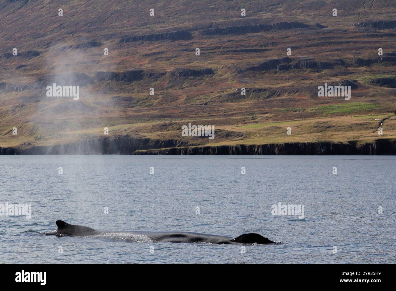 La schiena di una balena emerge dall'acqua, creando una fontana in Islanda Foto Stock