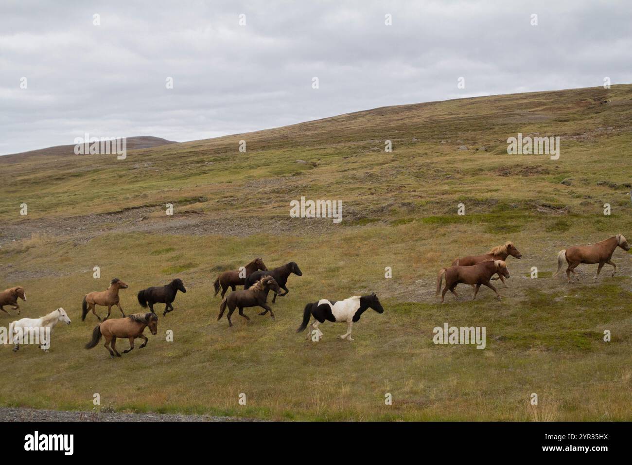 Un gruppo di cavalli che corrono liberamente attraverso il paesaggio islandese Foto Stock