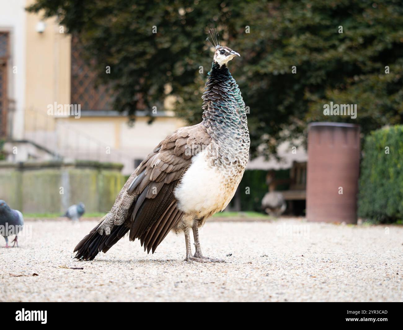 Peahen (Pavo cristatus) in piedi in un parco a Praga, in Cechia. Bellissimo uccello con piume marroni. L'elegante animale femminile è un'attrazione. Foto Stock