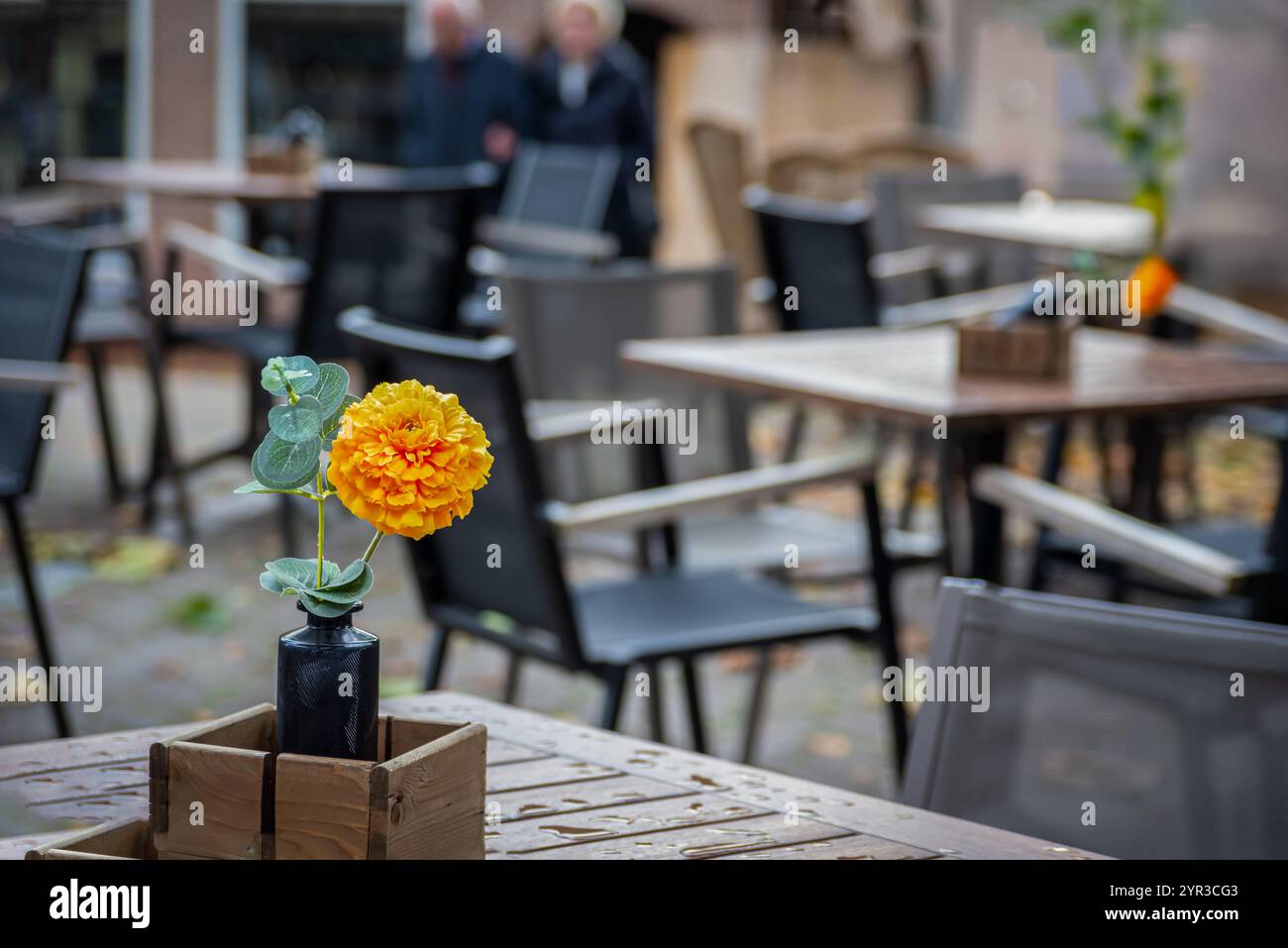 Fiore giallo sul tabe nel caffè di Oudewater, Paesi Bassi Foto Stock