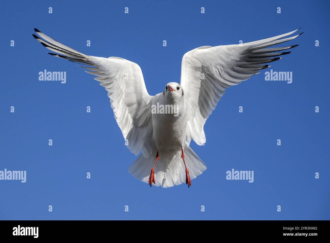 Gull dalla testa nera, Larus ridibundus, uccello piumato invernale adulto in volo Norfolk Foto Stock