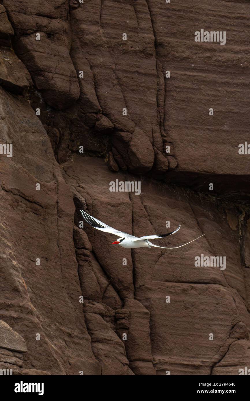 Un tropicbird rosso (Phaethon aethereus) in volo di fronte a una scogliera sull'isola di San Pedro Martir, Sea of Cortez, Baja California Sur, Messico. Foto Stock