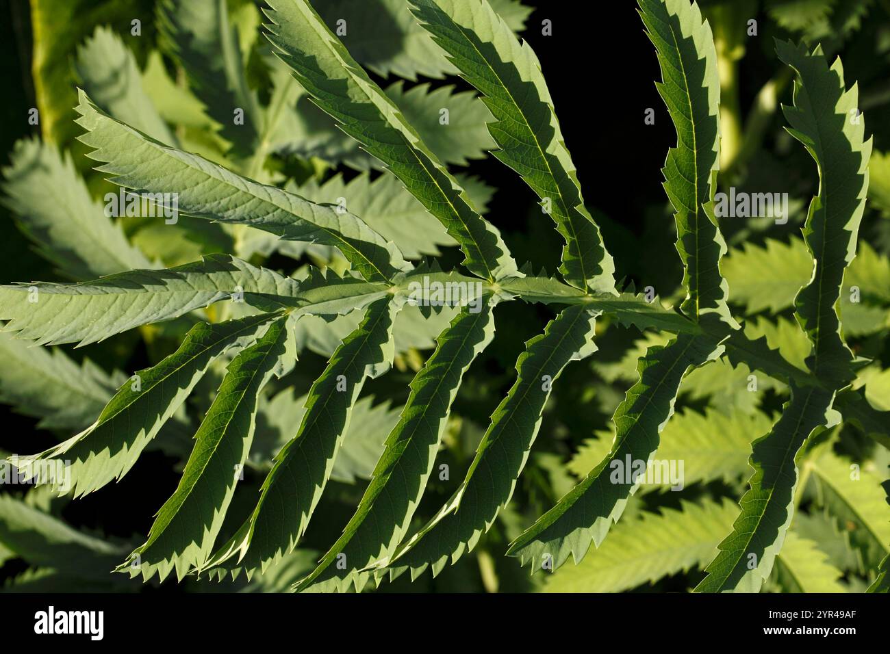 Melianthus maggiore. Grande Honey Flower. Arbusto Evergreen. Pinnate se ne va. Tesoro Bush Foto Stock