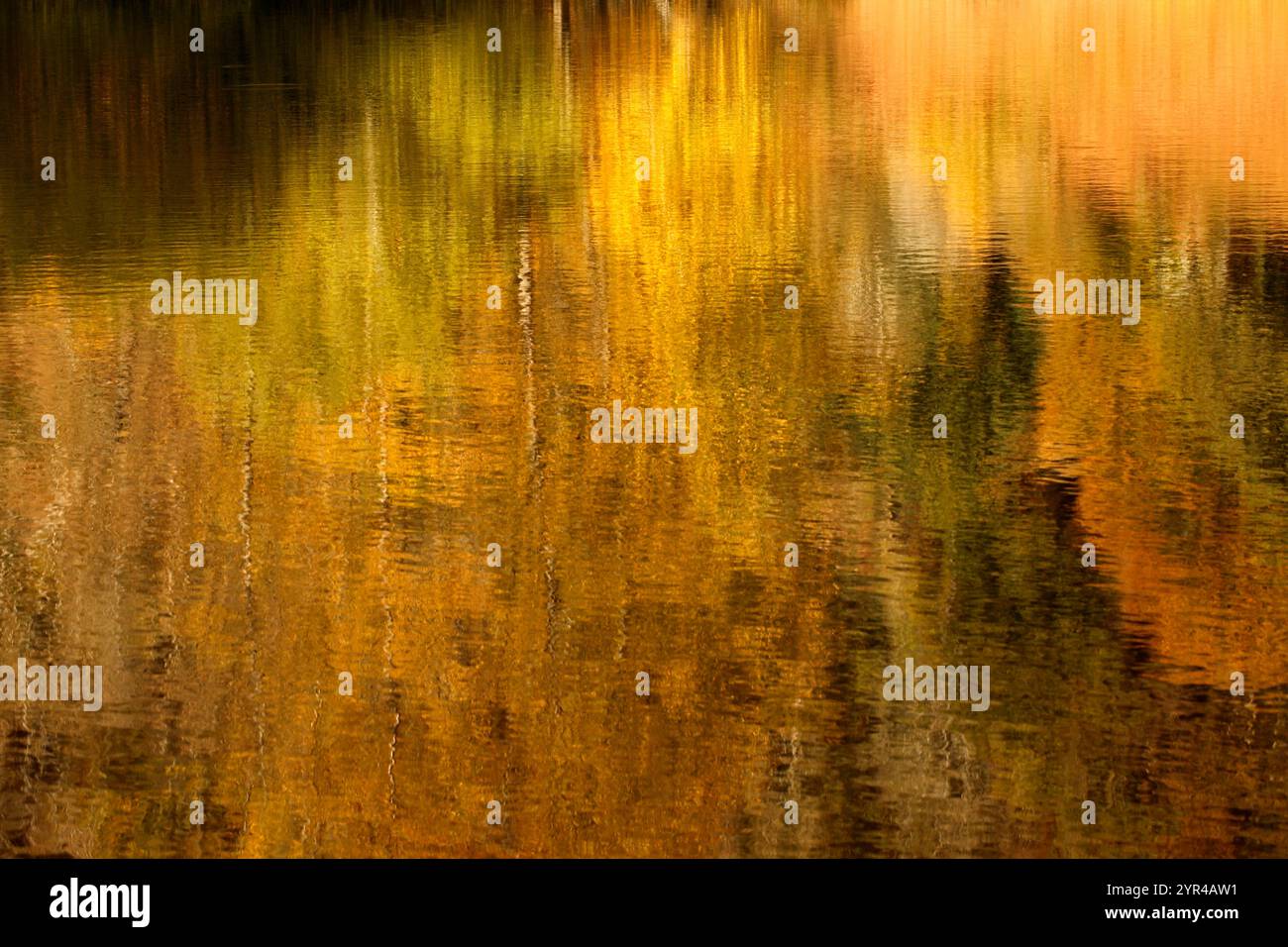 Colori autunnali della foresta di betulle a riflesso dorato. Riflessione, umore, Foto Stock