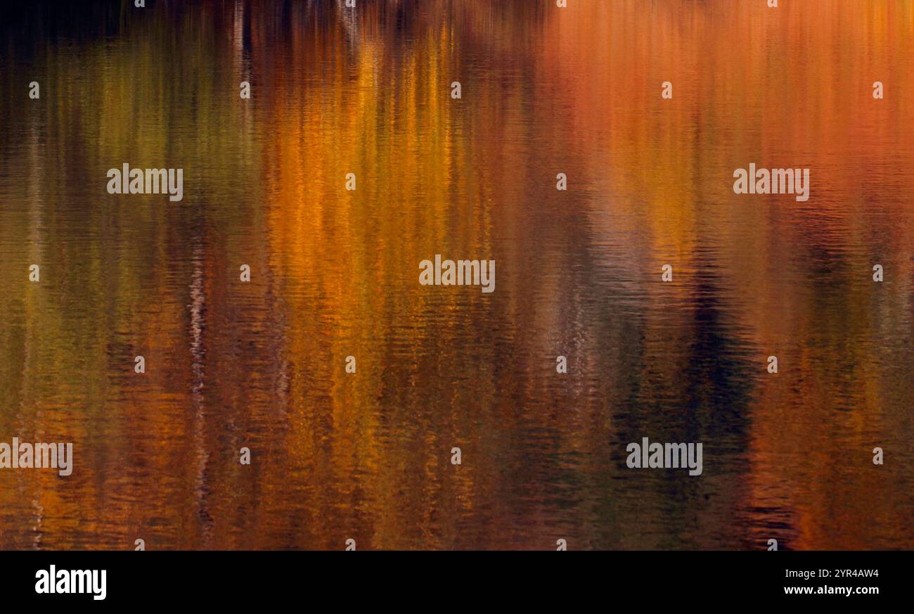 Colori autunnali della foresta di betulle a riflesso dorato. Riflessione, umore, Foto Stock