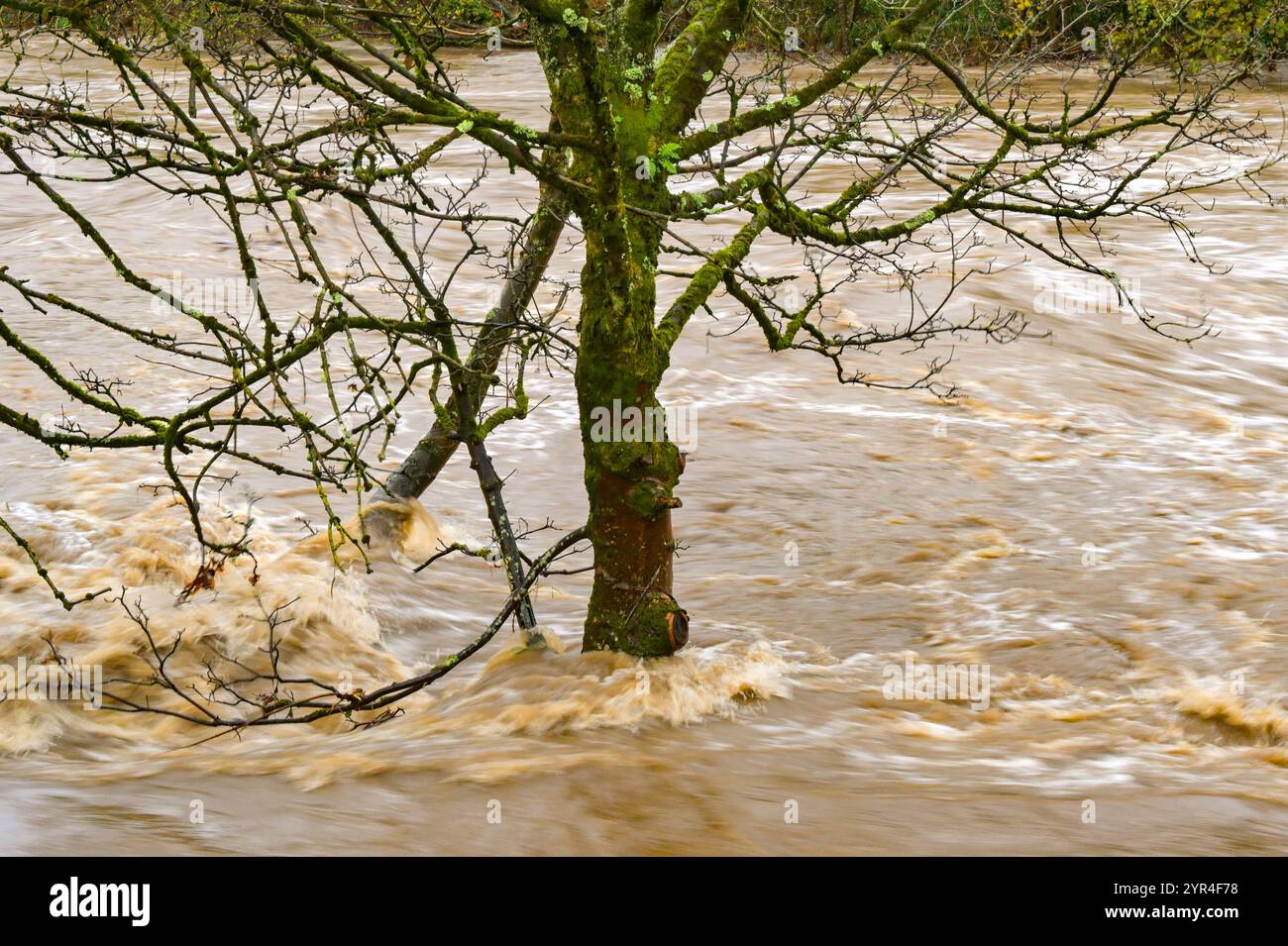 Albero in piedi in acqua fluente veloce con movimento sfocatura dopo un fiume inondato a causa della forte pioggia di Storm Bert. Niente persone. Foto Stock