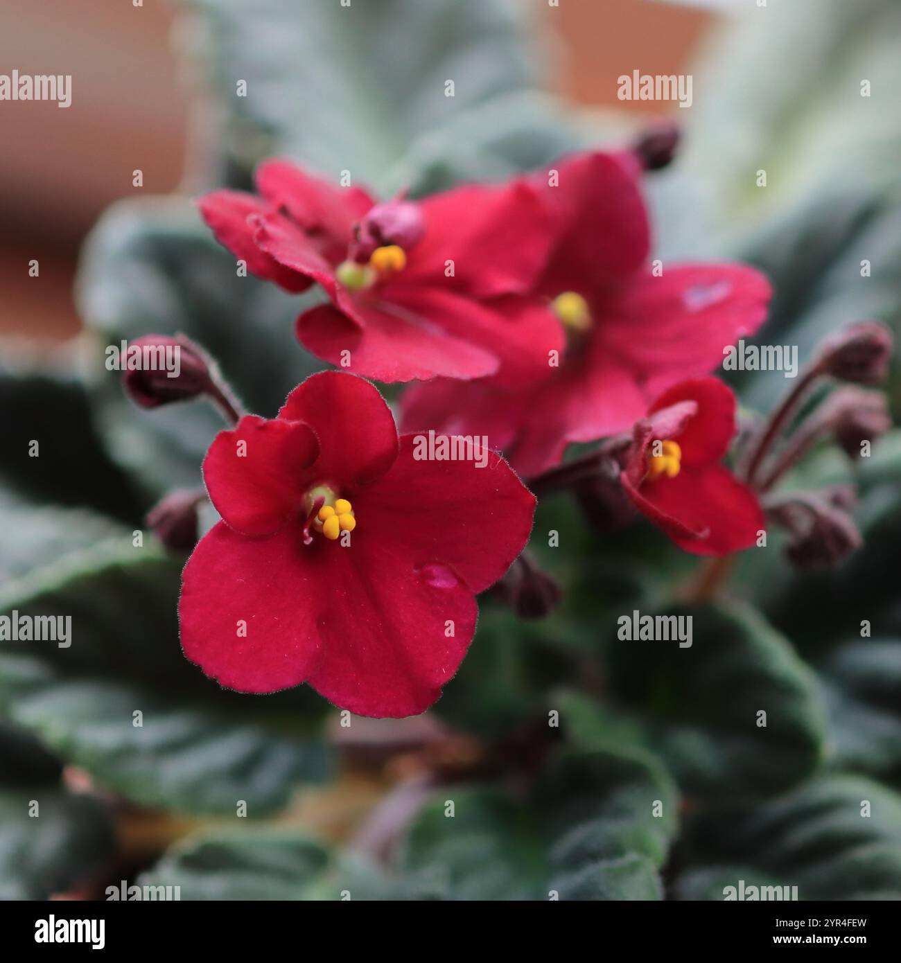 All'interno di una cornice quadrata: Primo piano di un fiore rosso di viola africana con fogliame verde. Natura morta, riprese al chiuso, sfondo sfocato. Foto Stock