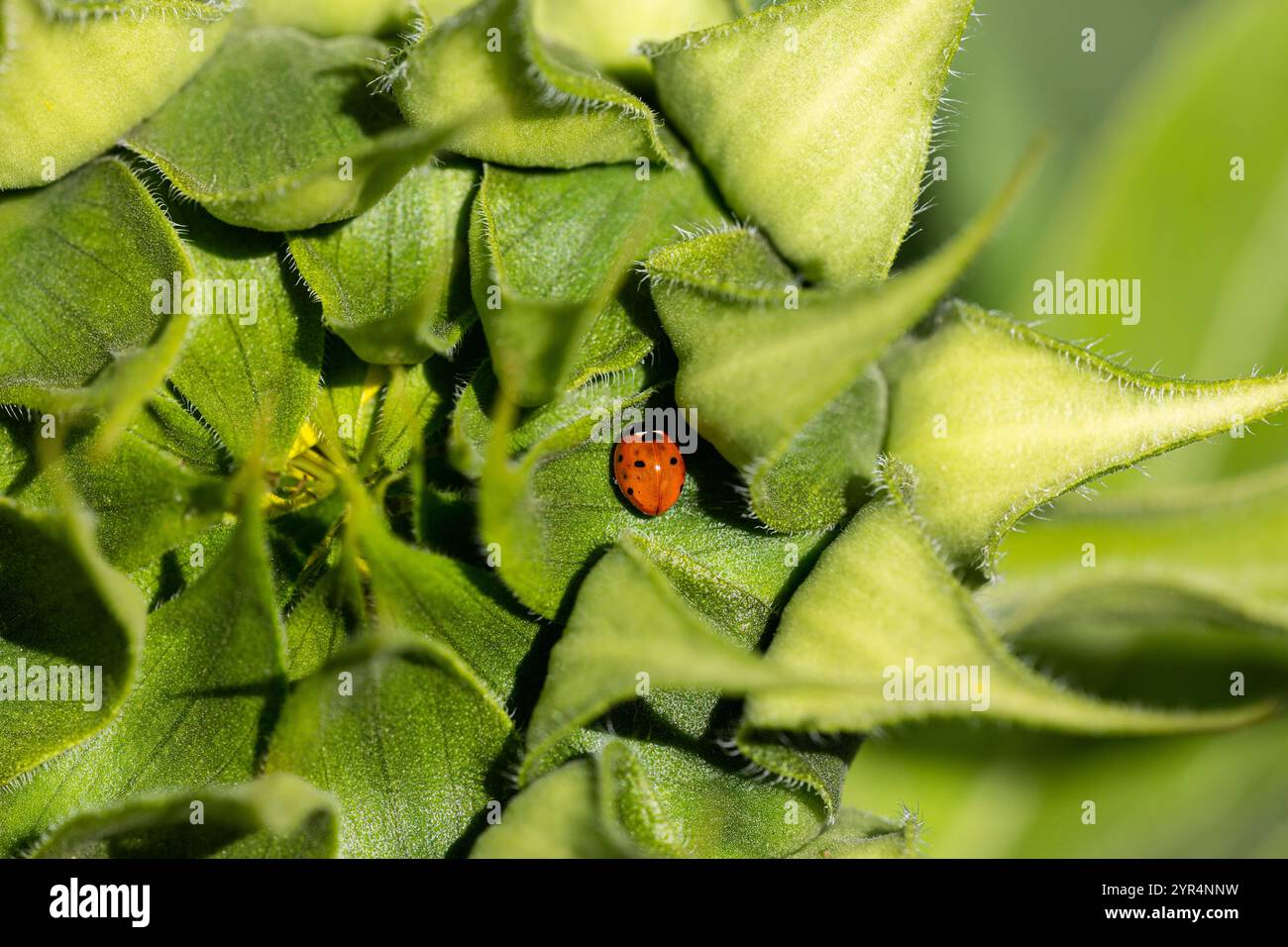 Primo piano di una coccinella seduto nel cestino di fiori di un girasole. Foto Stock
