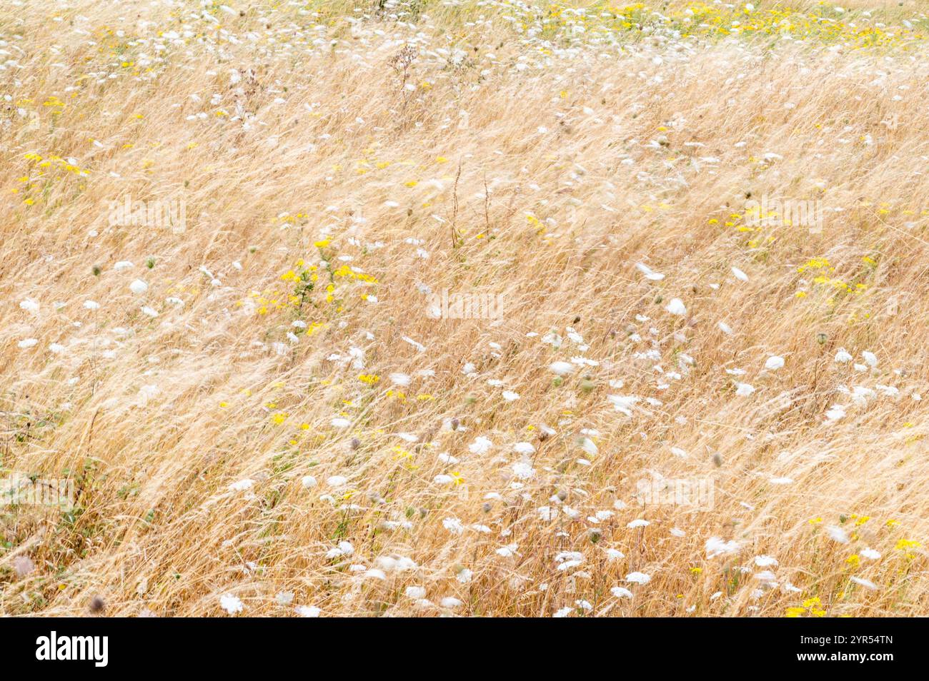 Lunga esposizione di erbe secche e fiori selvatici che soffiano nel vento estivo, con sfumature dorate e movimento sfocato. Riserva naturale Rye Harbour Foto Stock