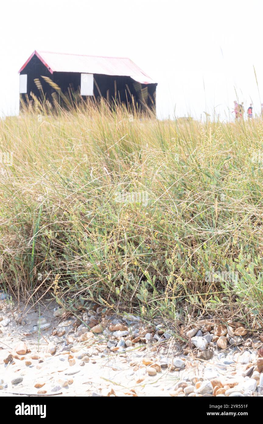 Iconico capannone nero sulla riserva naturale di Rye Harbour incorniciato da erbe soffiate dal vento in una giornata di sole, catturando la bellezza naturale dell'East Sussex Foto Stock