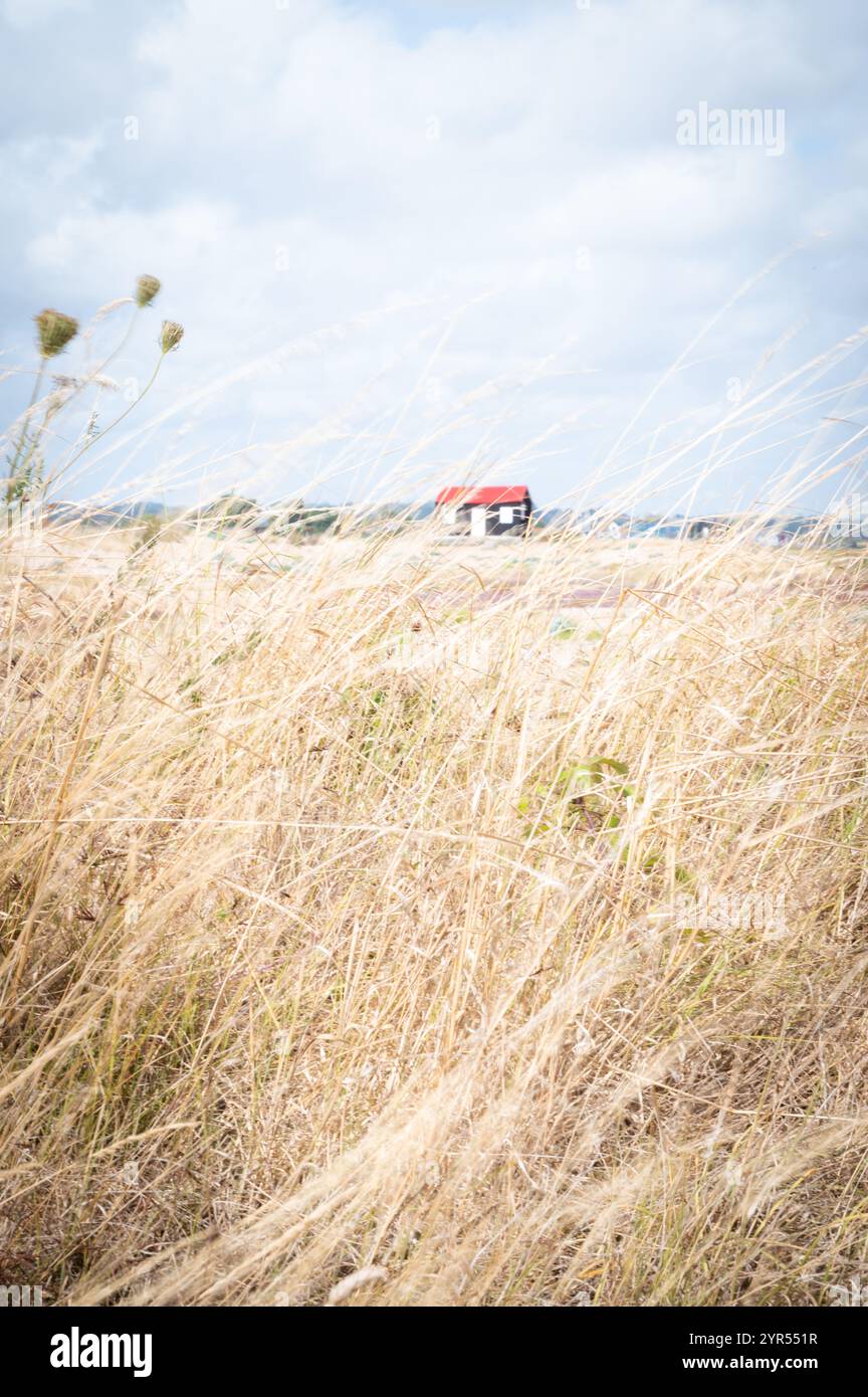 Erbe soffiate dal vento che incorniciano l'iconico capannone di stagno nero con un tetto rosso sulla riserva naturale di Rye Harbour, nell'East Sussex, in una giornata estiva ventilata. Foto Stock