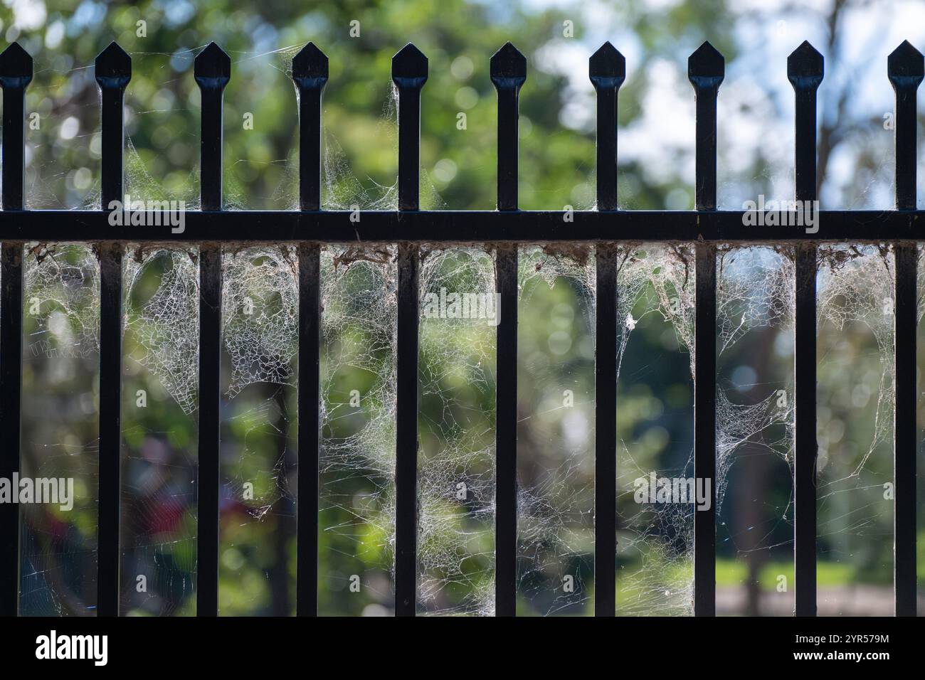 ragnatele ragnatele su recinzione metallica, gotico inquietante halloween infestato abbandonato Foto Stock