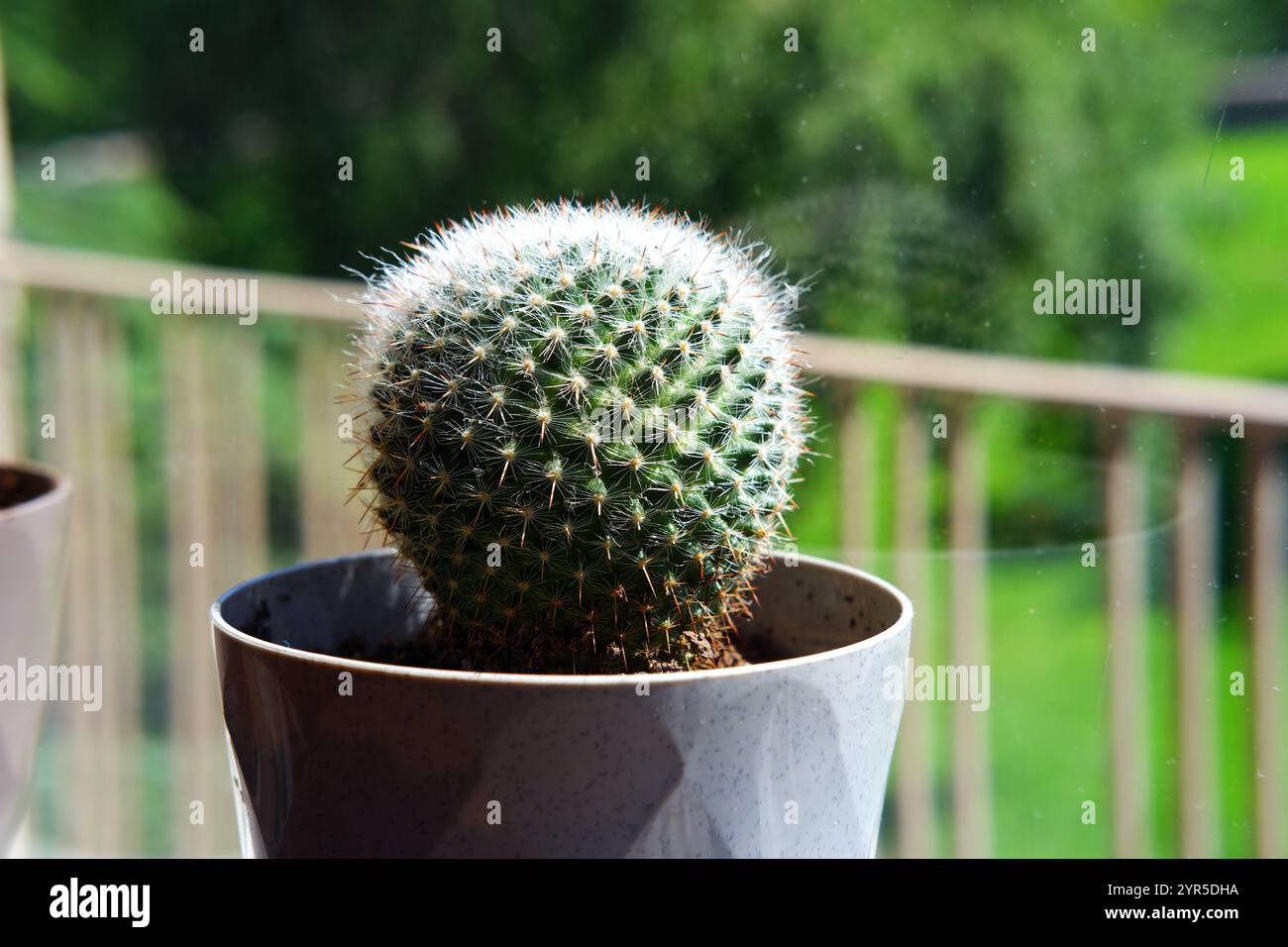 Piccolo cactus a forma di palla in vaso sul lato finestra Foto Stock