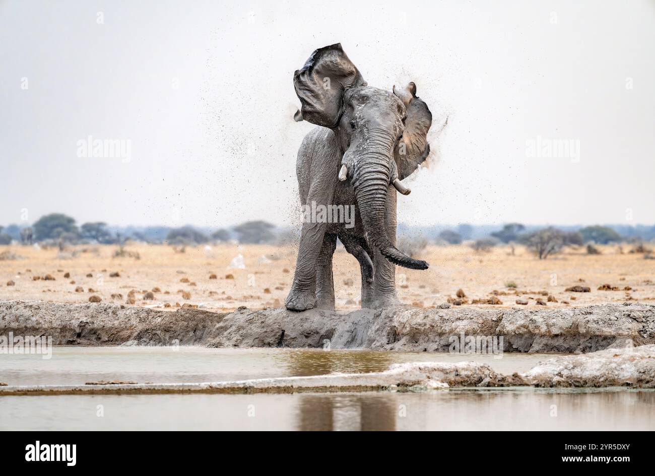 Elefante africano (Loxodonta africana), maschio adulto, agitazione con le orecchie battenti, presso il pozzo d'acqua, Funny, Nxai Pan National Park, Botswana, Africa Foto Stock