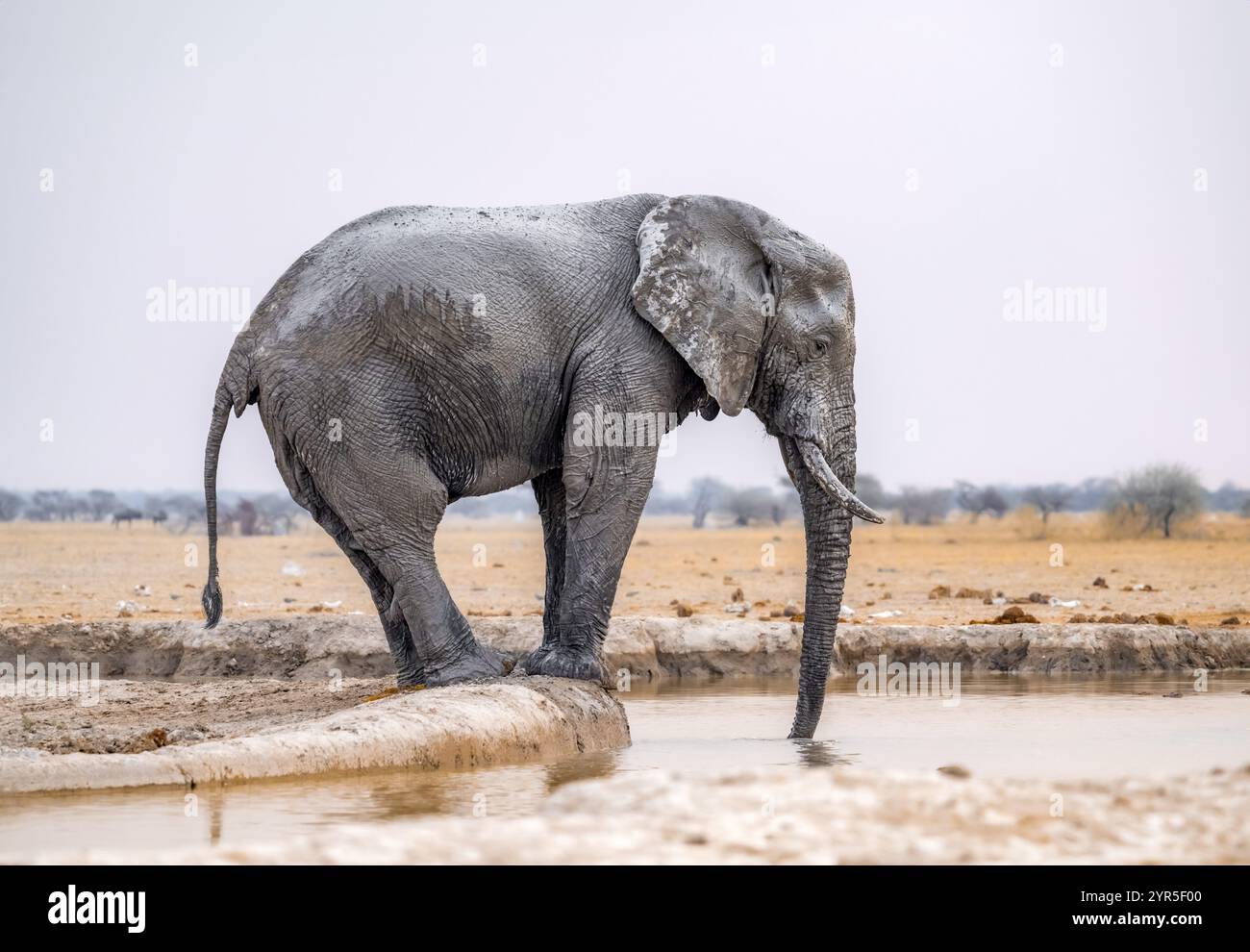 Elefante africano (Loxodonta africana), maschio adulto, che beve in un pozzo d'acqua, Nxai Pan National Park, Botswana, Africa Foto Stock