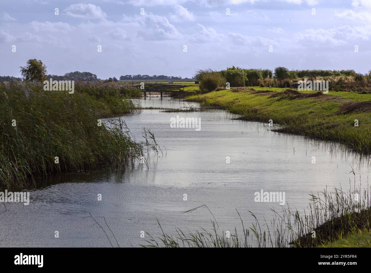 Corso d'acqua circondato da dense canne e sponde verdi sotto un cielo nuvoloso, isola del Mare del Nord di Texel, Paesi Bassi Foto Stock