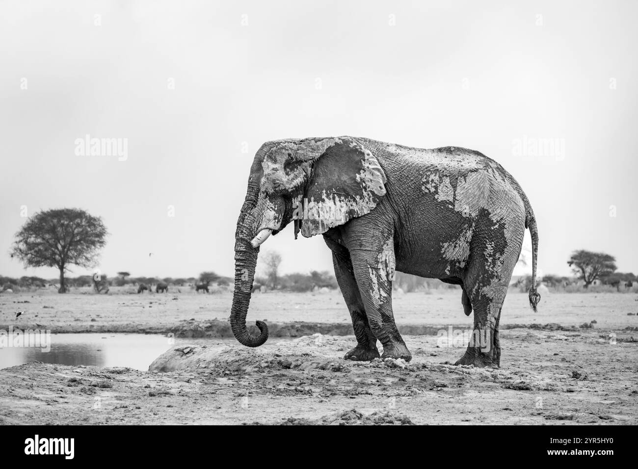 Elefante africano (Loxodonta africana), maschio adulto, in una pozza d'acqua, Nxai Pan National Park, Botswana, Africa Foto Stock