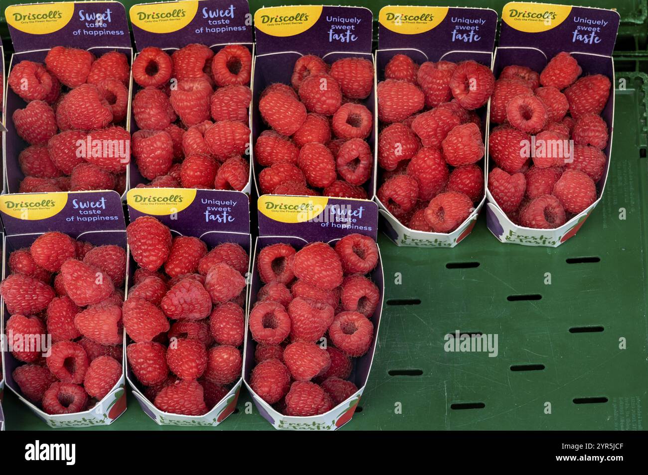 Lamponi (Rubus idaeus), in vassoi di cartone, Kempten, Allgaeu, Baviera, Germania, Europa Foto Stock