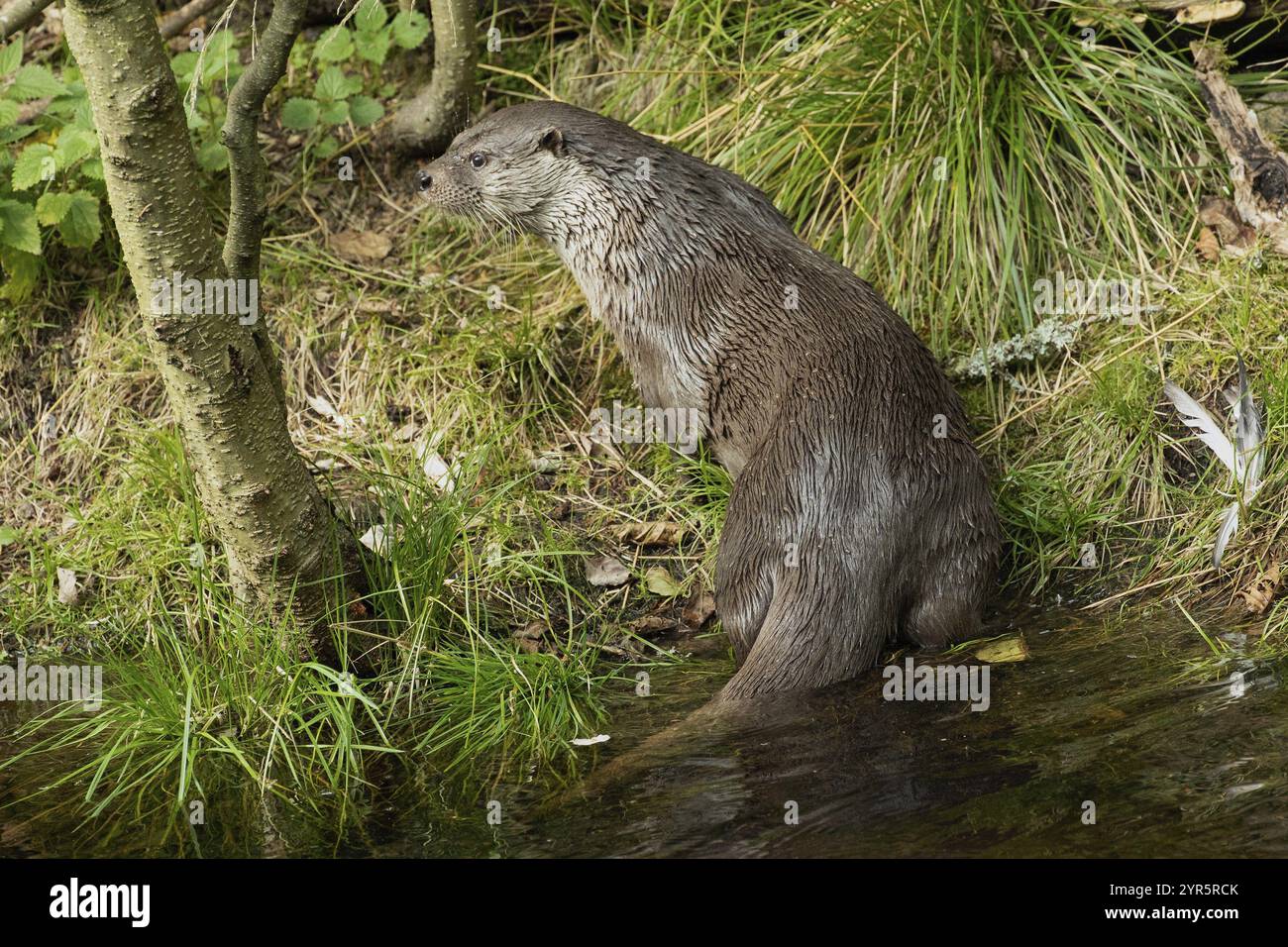 Otter seduta sul bordo dell'acqua con erba verde vista da dietro a sinistra Foto Stock