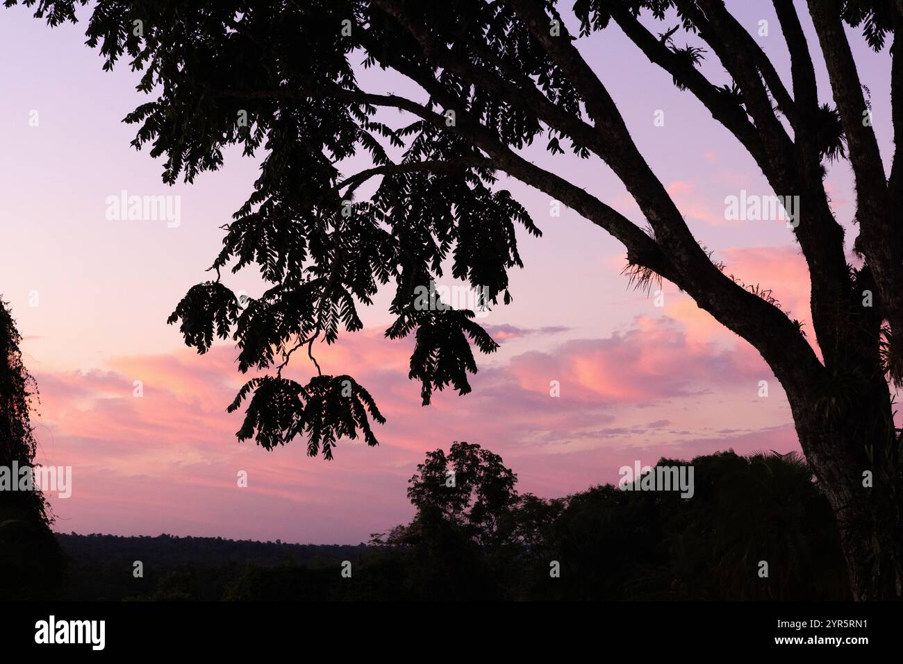 Bellissimo tramonto; tramonto colorato con cielo rosso e silhouette di alberi in una foresta, e nessuno. Paesaggio dell'Iguazú, Brasile, Sud America Foto Stock