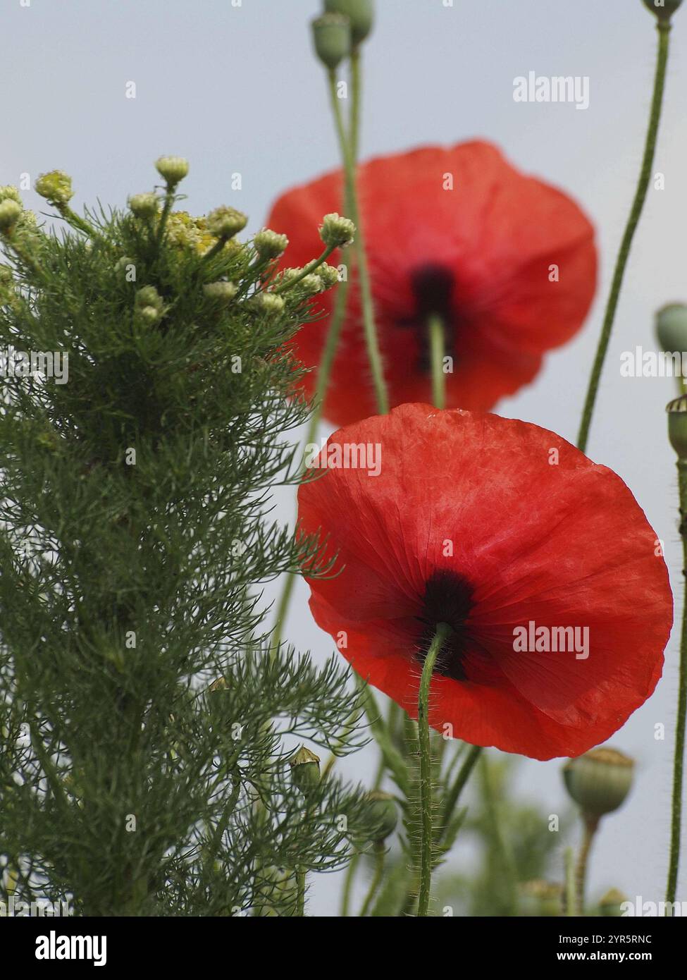 Due papaveri rossi di fronte a un cielo opaco, circondati da piante verdi, raesfeld, vestfalia, germania Foto Stock