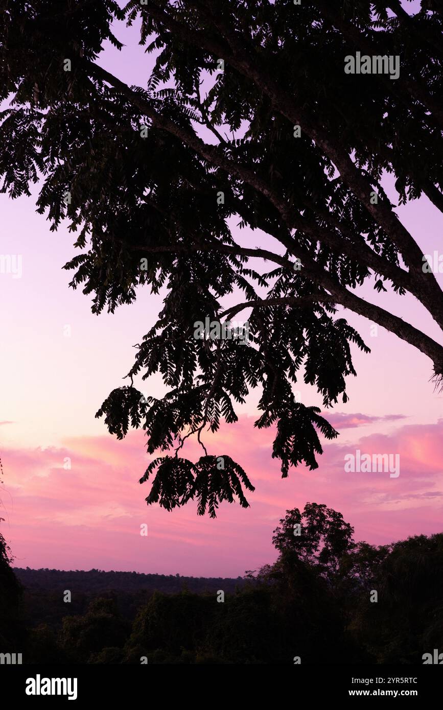 Bellissimo tramonto; tramonto colorato con cielo rosso e silhouette di alberi in una foresta, e nessuno. Paesaggio dell'Iguazú, Brasile, Sud America Foto Stock
