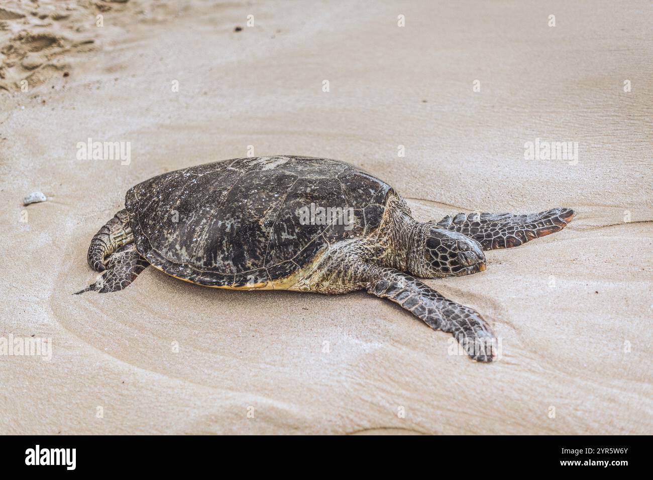 Tartaruga di mare verde in primo piano su una spiaggia hawaiana Foto Stock