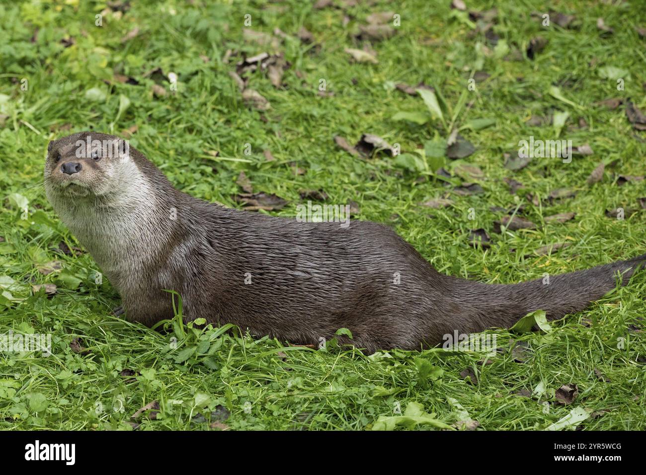 Otter giace nel prato verde a sinistra Foto Stock