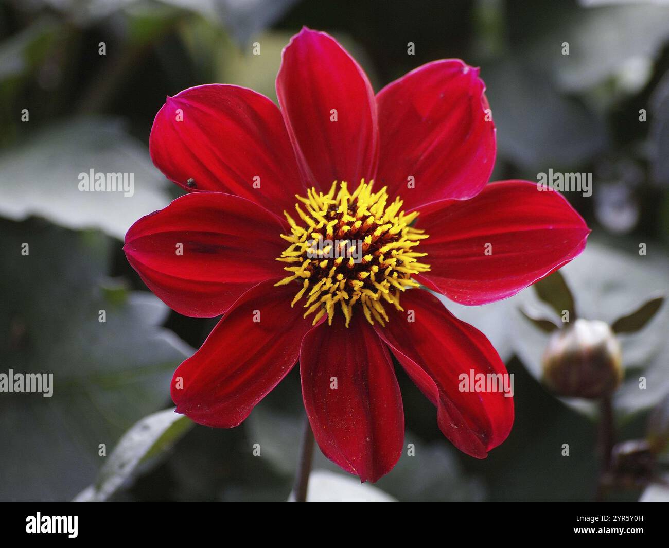 Un fiore rosso brillante con centro giallo su sfondo sfocato, Borken, vestfalia, germania Foto Stock