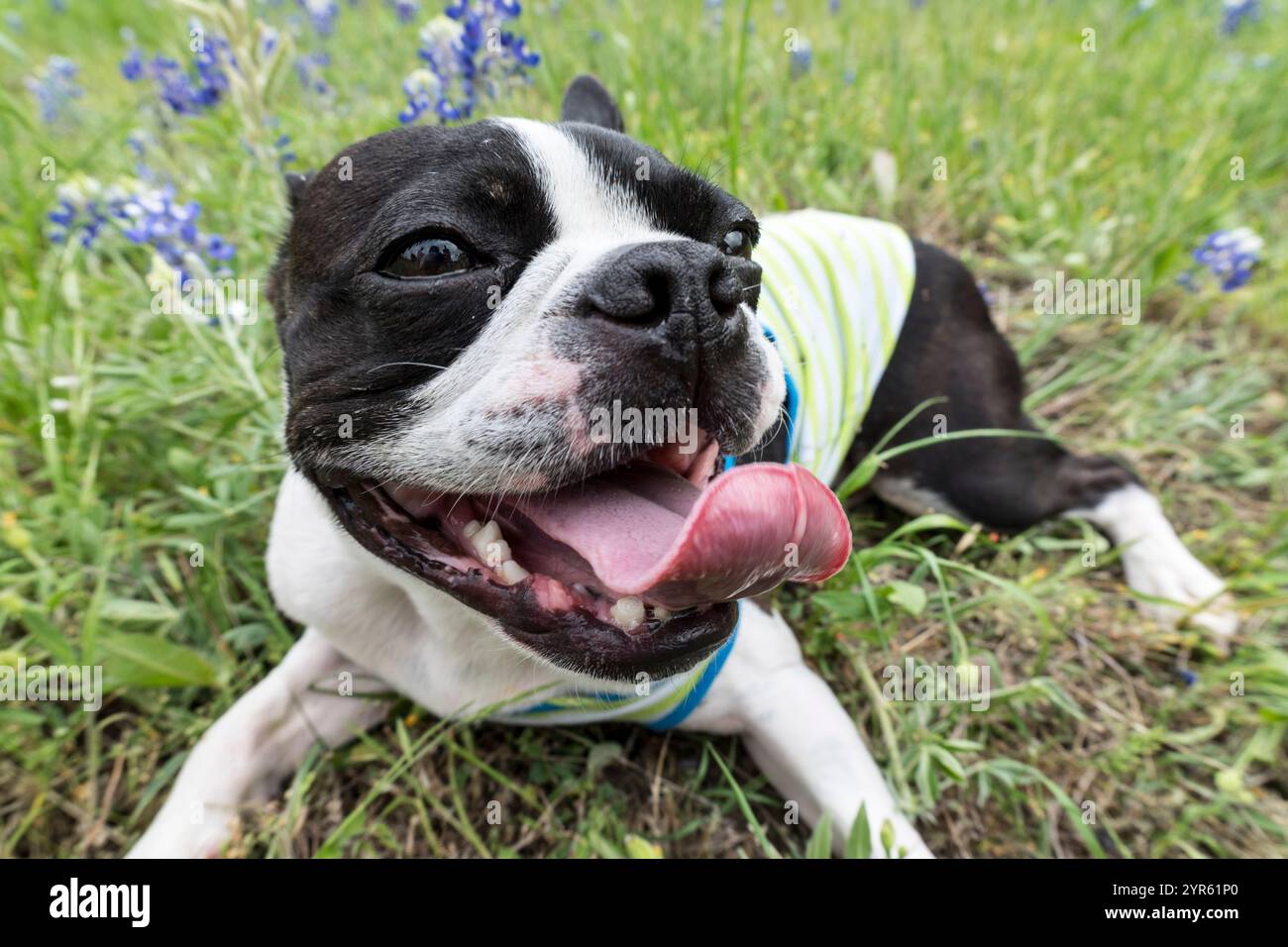 Buon Boston Terrier in un campo di Bluebonnet Foto Stock