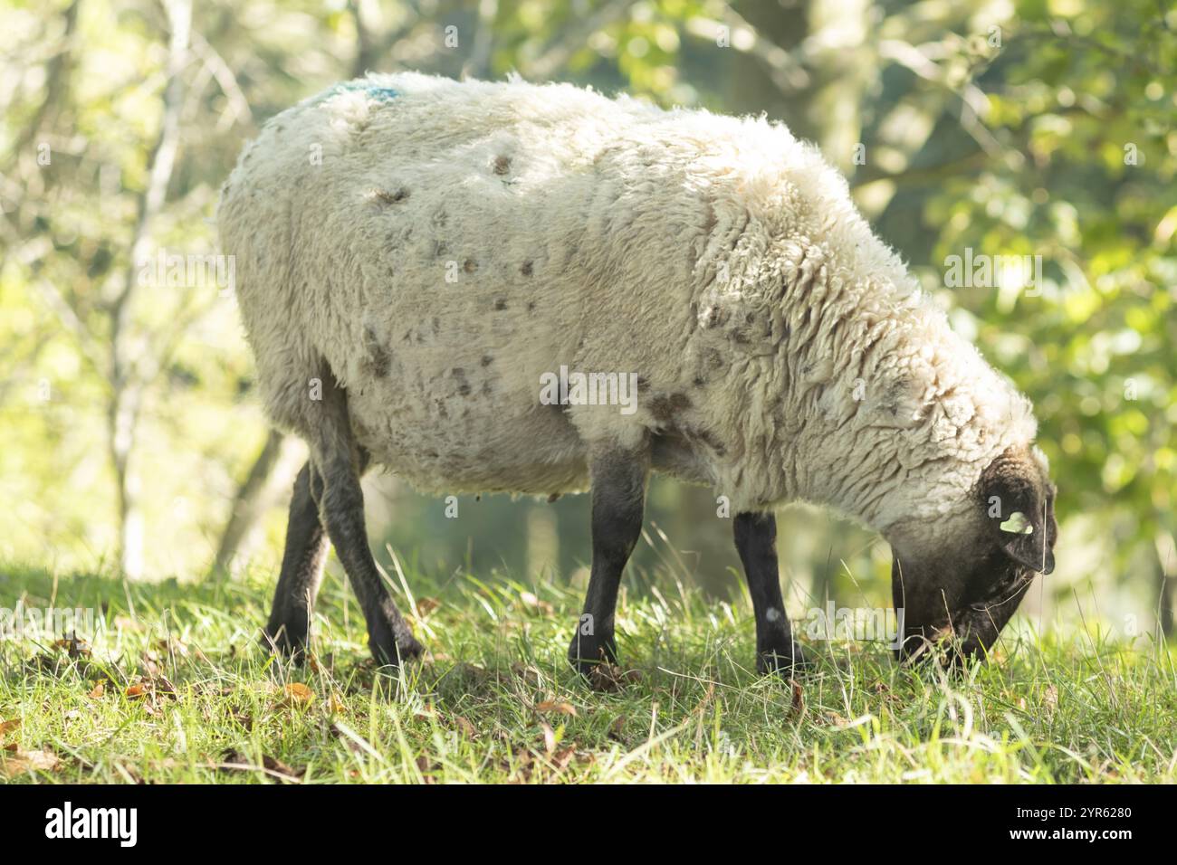 Pecore in un prato al sole Foto Stock