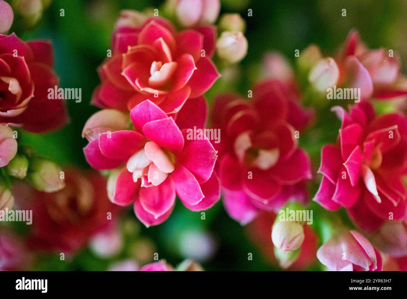 Primo piano dei vivaci fiori di rosa caldo in fiore Foto Stock