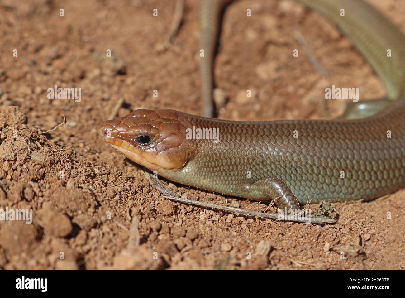 Gilbert's Skink, male, sottospecie western Skink dalla coda rossa, Plestiodon gilberti rubricaudatus Foto Stock