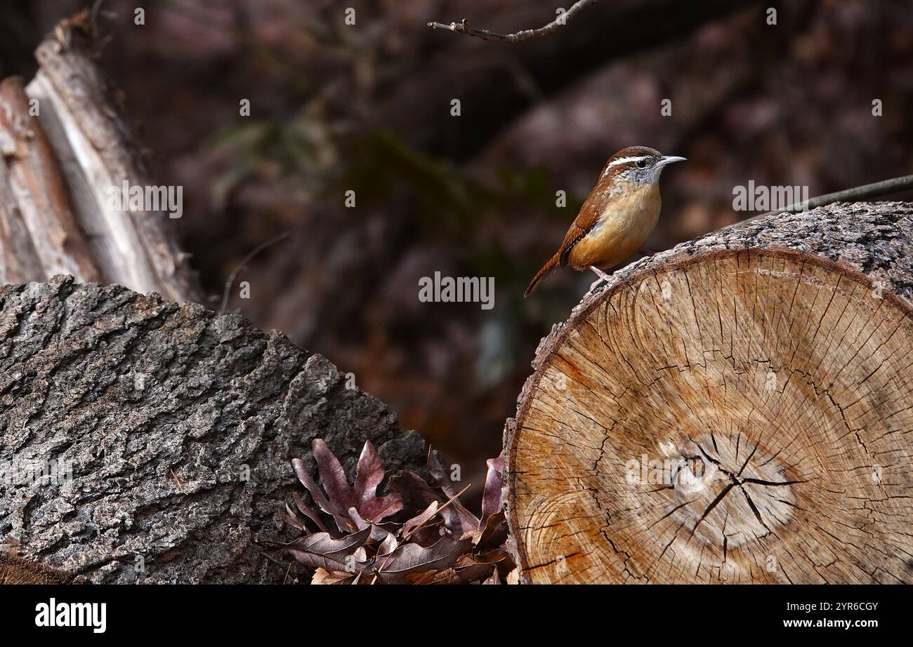 Carolina Wren sopra alcuni registri Foto Stock