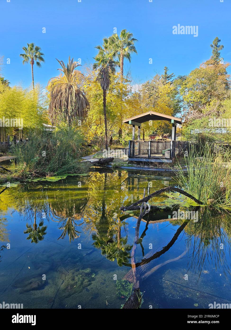 Un tranquillo laghetto circondato da palme, bambù e fogliame autunnale con un gazebo in legno che si riflette nell'acqua calma sotto un cielo azzurro. Foto Stock Un tranquillo laghetto circondato da palme, bambù e fogliame autunnale con un gazebo in legno che si riflette nell'acqua calma sotto un cielo azzurro. Foto Stock