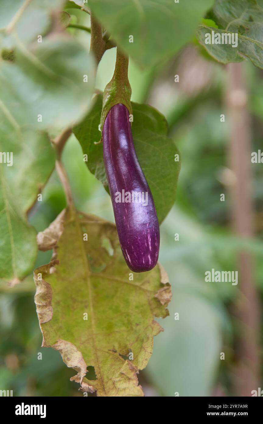 primo piano di giovani melanzane, brinjal o melanzane di colore viola appese a una pianta, messa a fuoco morbida con sfondo sfocato Foto Stock