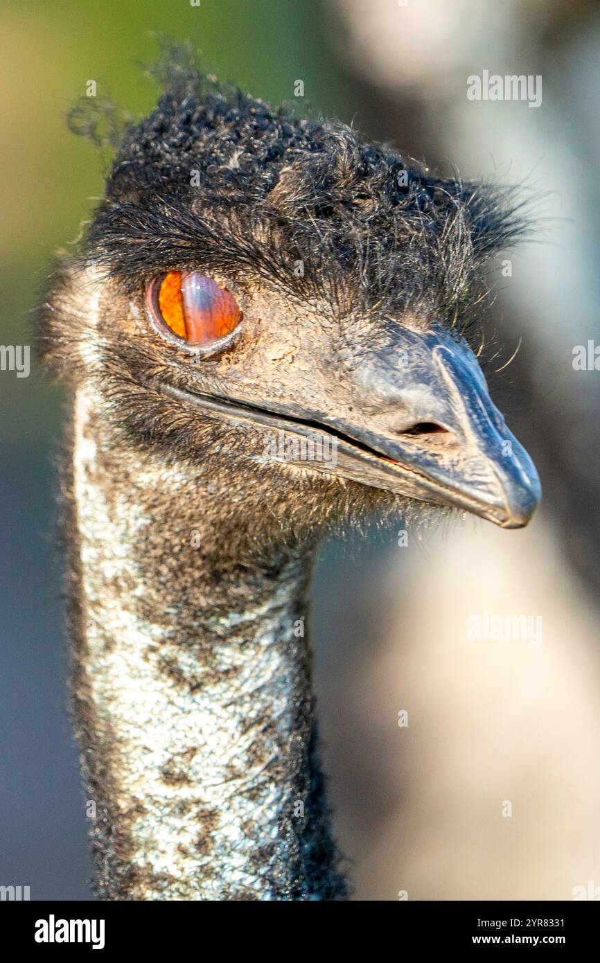 Membrana di Nictitazione che copre l'occhio di un'uem. Foto Stock